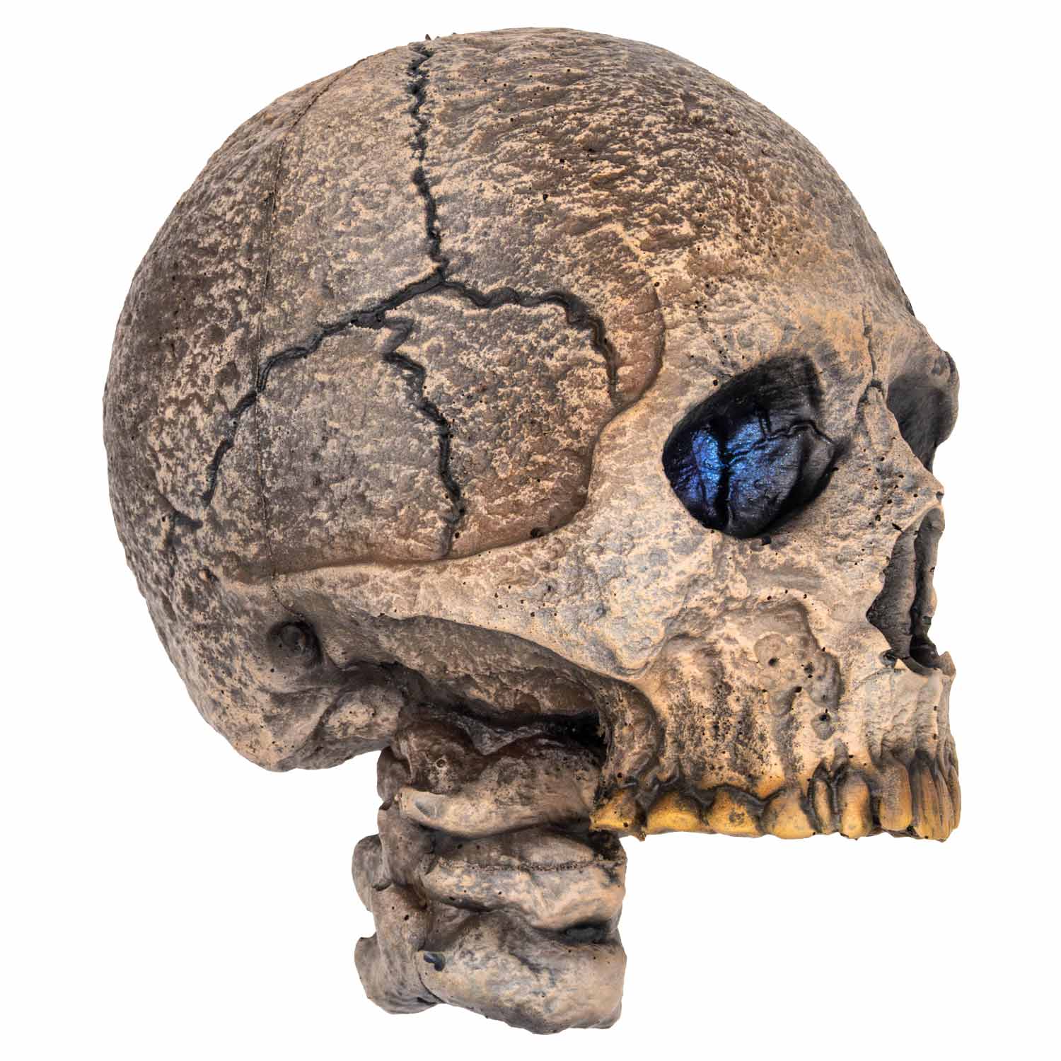Memento Mori Skull Head for Staff | Calimacil