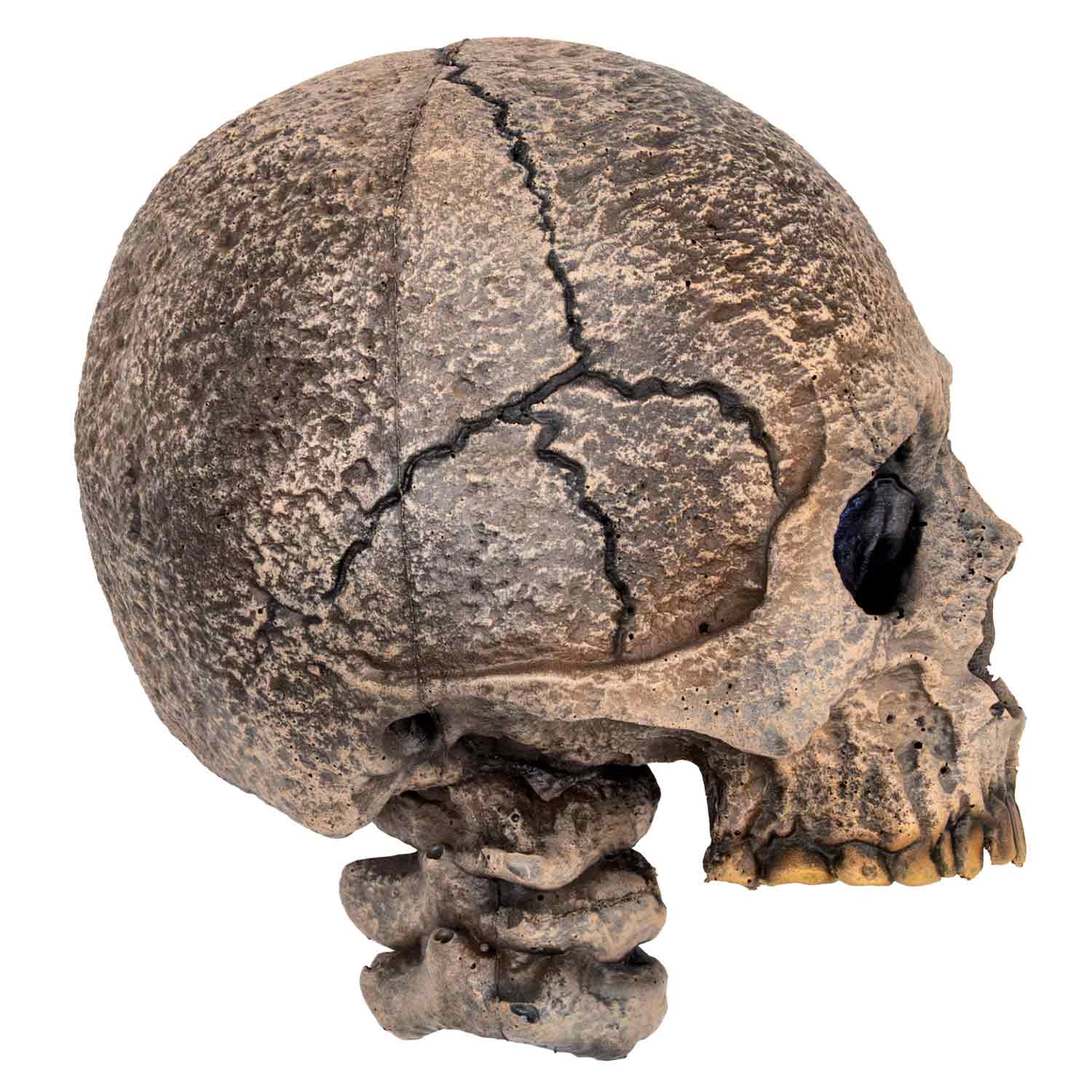 Memento Mori Skull Head for Staff | Calimacil